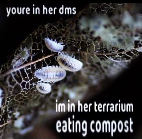 Photo of some isopods at a rotting leaf.
Text: you're in her dms
i'm in her terrarium eating compost