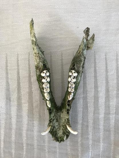 v-shaped, toothy jawbone of wild boar, covered in moss, on a silver linen cloth with pointy spires