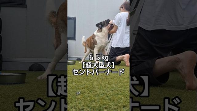 【超大型犬】に本気ワンプロ申し込んでみた❗(※よい子は真似しないでください⚠️) #犬 #shors