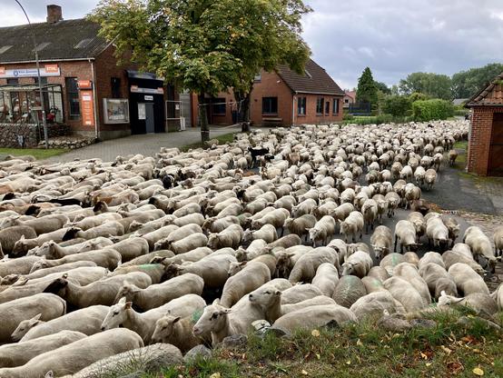 Straßenkreuzung in einem ländlichen Dorf, gefüllt mit mehreren hundert Schafen in Bewegung in gerader Linie. Am Rand Bebauung mit Rotklinker. Himmel bedeckt blaugrau.