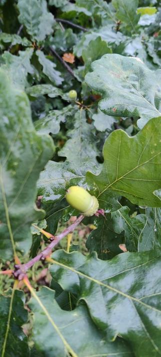 Erikoislähikuvassa vihreiden tammenlehtien keskellä oleva, vielä vihreä tammenterho. Taustalla näkyy sumeana toinen.