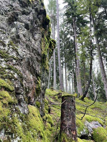 Vor dem lichten Hochwald des Bayerischen Waldes, Felsen linke Bildhälfte Gneis, senkrecht mit etwas Moos.