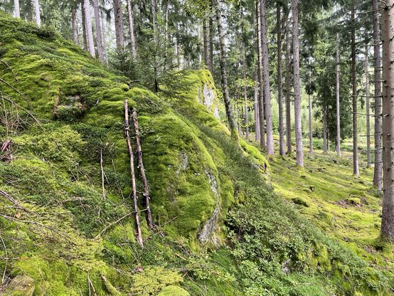 Bemooster Felshügel mit lichtem Hochwald. Der Moosboden läuft durch , samtig, etwas helleres