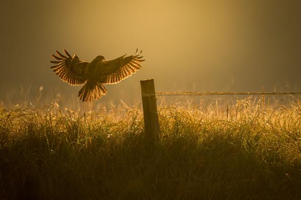 A common buzzard captured mid-landing on a fence post, its wings spread wide and backlit by the warm