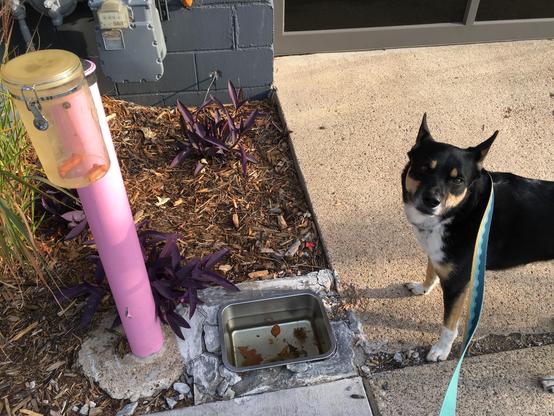 Pepper, the borrowed Australian kelpie, looks up at the camera as he stands next to his favorite neighborhood trove of dog treats, a canister of Milk Bones provided by an auto detailing business. At the moment the photo was taken early Sunday morning, the translucent cylinder contained one-and-a-half Milk Bones.
