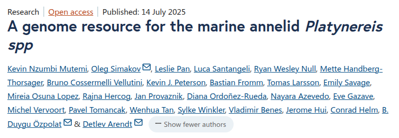 A genome resource for the marine annelid Platynereis spp.