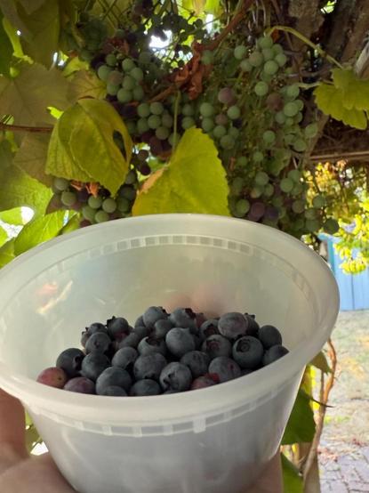Small deli container full of blueberries held in front of ripening green grapes on grape vines.
