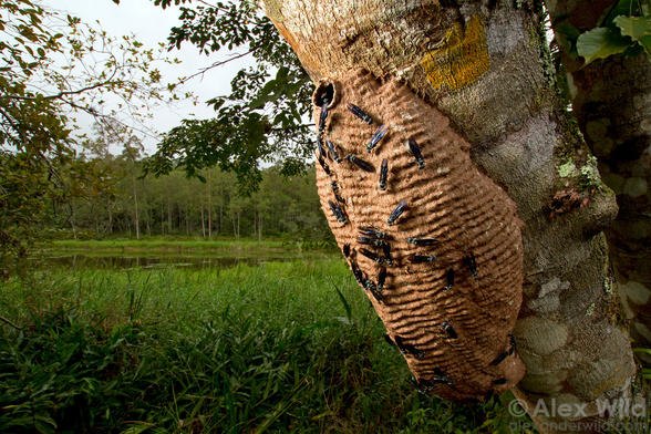 Wide angle macro photo of a large tan mud blob, with even washboard striations, along the underside of a large lichen-covered tree trunk, with a dozen or so large blue/black wasps milling about on the surface. In the background is a small lake and forest.