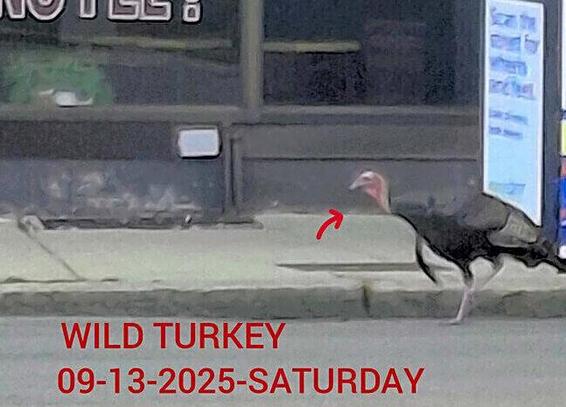 Photo of a turkey at Packards Crossing taken by somebody who added an arrow in case you couldn't immediately spot the turkey