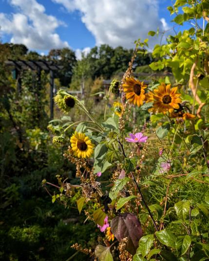 Sonnenblumen und Cosmeen in der Septembersonne im Kleingarten