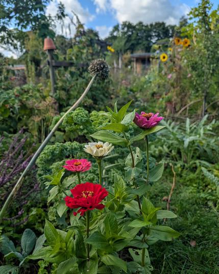 Vier vielfarbige Zinnien im Kleingarten