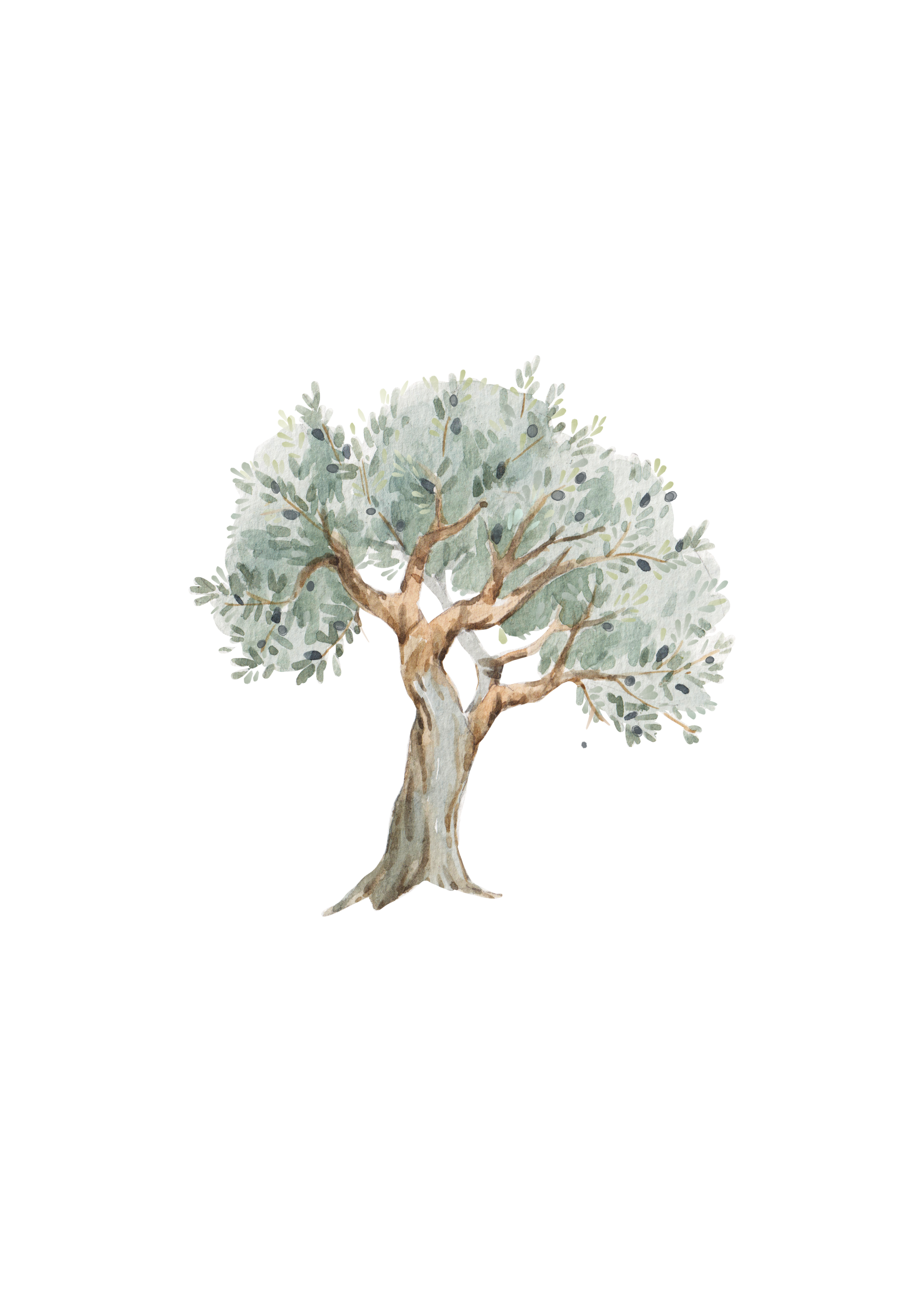 A watercolor drawing of an olive try by Joy (from her book)