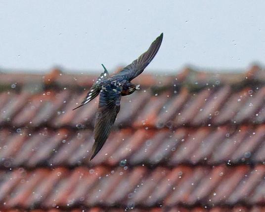 A barn swallow wih some catch in the beak in Showeinlagen rain
Flys over a barn roof