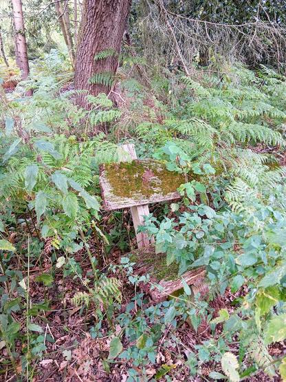 Eine bemooste und fast komplett in der Vegetation verschwindende, alte Holzbank. Im Umfeld Wald, Adlerfarn.