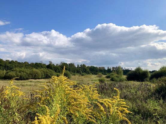 Blauer Himmel mit weißen Wolkenhaufen. Hinter hohen gelben Blumen erstreckt sich eine Sanft hügelige grüne Landschaft.