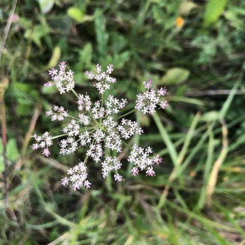 Im Gras, Draufsicht auf zarte rosa-weiße winzige Blüten in einer Dolde.