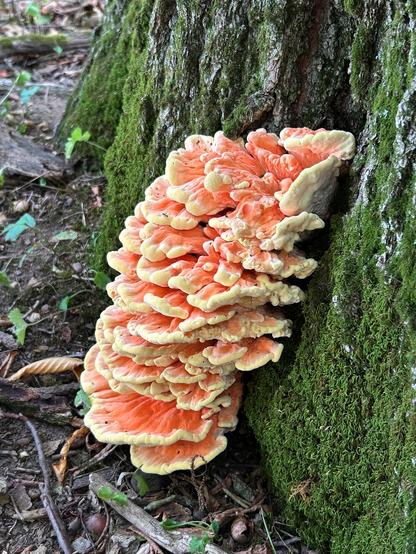 A large number of mushrooms like a stack of corrugated rounded shelves, coral with pale irregular edges, growing at the base of a tree in between patches of moss on the bark.