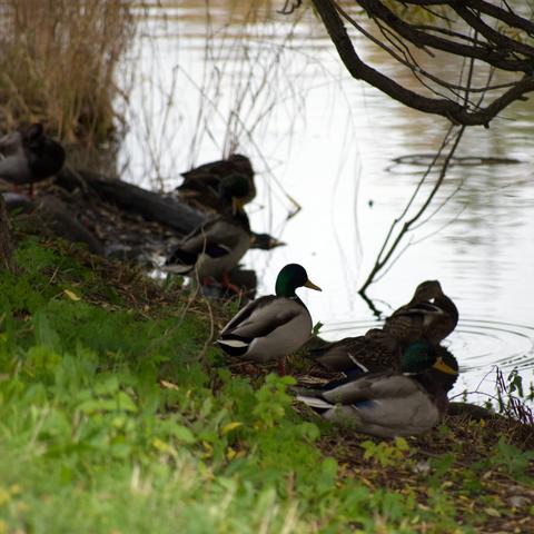 A group of ducks rests peacefully by a waterway, surrounded by lush green grass and overhanging branches.
