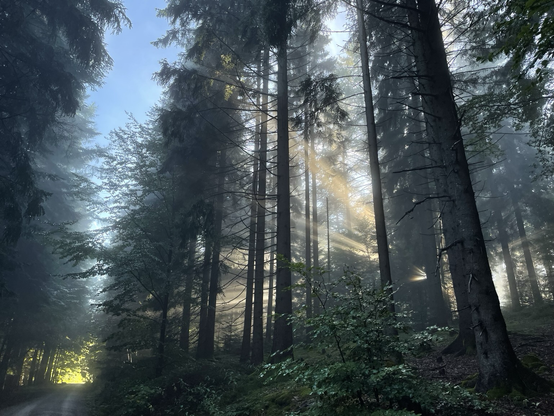 Abendsonne durchdringt den #woid #bayerischenwald dunklen Hochwald mit goldenen Strahlen. Farben von fast schwarzem Umbra über blau in den Schatten über hellem Grün des grünen Waldbodens in der Sonne. das Lichtblau des Himmels bis zum weißen goldenen Licht der Sonnenstrahlen  #nature #photography #silentsunday
