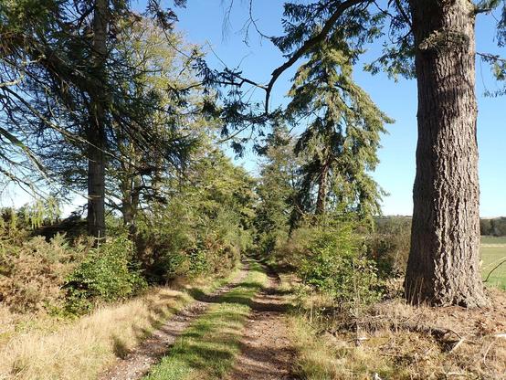 View down a sunny treelined track we were walking down. Big Douglas fir on the right.