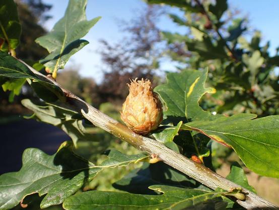Oak artichoke gall on the branch of an oak tree. It's a gall that looks like a little artichoke!
