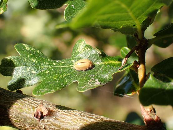 Light brown coloured larch ladybird on an oak leaf.