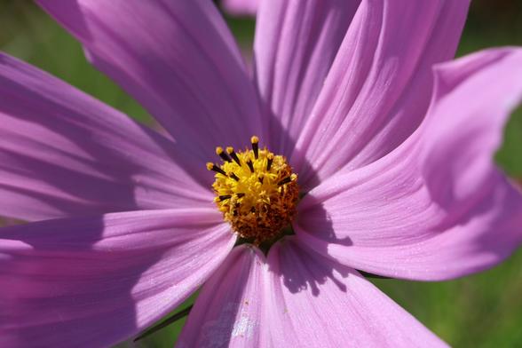 A close-up, high-angle shot of a vibrant pink cosmos flower. The focus is on the centre of the blossom, which has a bright yellow and orange stamen and pistil. The delicate petals, a shade of lilac, are textured with fine veins and are slightly ruffled and creased. The natural light highlights the flower, creating soft shadows and bright patches on the petals. A hint of green is visible in the background, suggesting a garden or field environment.