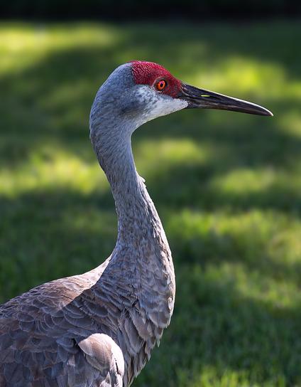 Close-up profile of a sandhill crane. Its bright red crest contrasts with the green grass background. Its beak and neck and body traces a gentle "S" shape. S for Sunday.
