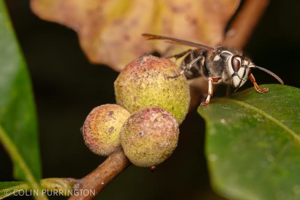 Black and white hornet on an oak leaf next to three spherical galls.