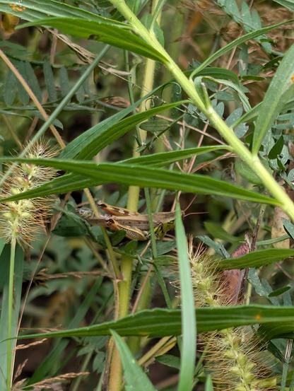 A grasshopper can be seen on a wheat stalk at the edge of a wheat field.