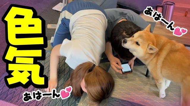 大好きな兄の気を引こうと色気ムンムンな柴犬妹達がこちらです…
