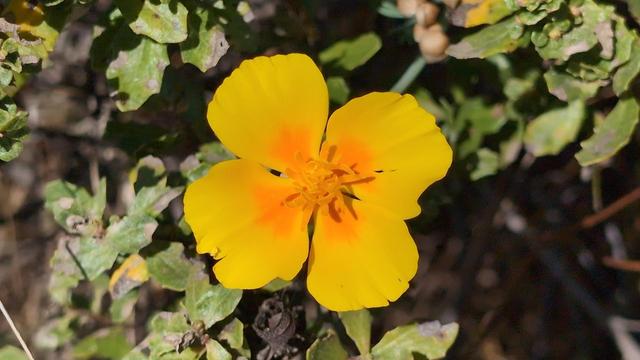 Wildflower along coastline trail.