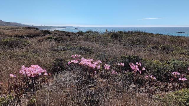 Wildflowers along coastline trail.