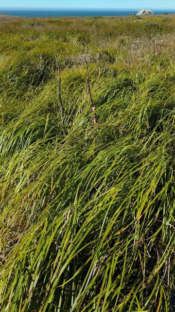 Windblown grasses along coastline trail.