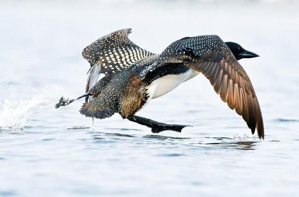 A loon, facing to the right, is "running" over the surface of a lake with its wings outstretched, trying to get lift-off.  It looks quite clumsy, but once airborne, loons are strong flyers.

Fascinating Loon Fact:  this is the only way a loon can "walk."  They're unable to walk on dry land because their legs are set so far back on their bodies that if they even managed to stand (which they can't), they'd fall on their faces.  Instead, the function of their legs and feet is to allow them to paddle through the water, where they spend virtually all their lives, and to help propel them forward and upward from the water when they want to fly. 

Photographer - Kathy Diamontopoulos