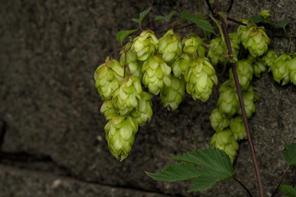 Cluster of hop cones growing against a concrete wall