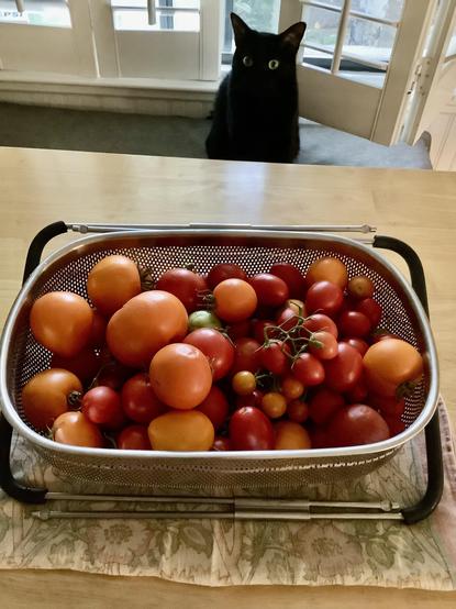 A black cat with green eyes sits on a bench by a window. In front of her is placed a large colander of orange and red tomatoes on a wooden dining room table.