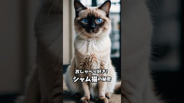 シャム猫       　　　　　　~ 魅惑の青い瞳 ~