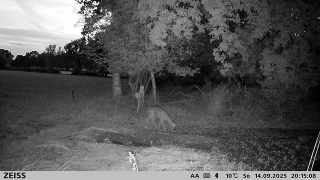 Ein Reh und ein Hase von der Wildkamera photographiert