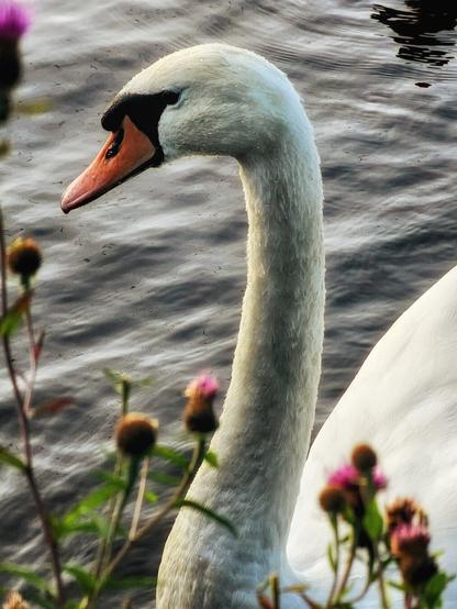 A close-up photograph of a white swan swimming on a body of water. The swan's long neck and head are in focus, with its orange beak clearly visible. The water is a dark, rippling grey, and in the foreground, there are out-of-focus plants with small, spiky purple flowers. The light is catching the swan's neck, highlighting the texture of its feathers.