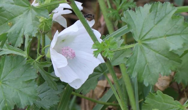 A large white flower with very pale pink anthers in the centre.
