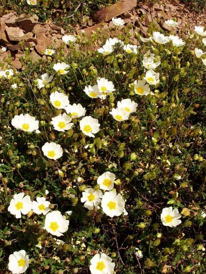a carpet of yellow and white wildflowers at Bassae