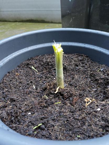 Foto van de stam van een cannabis plant net nadat het is gesnoeid.