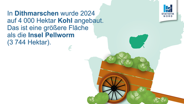 In Dithmarschen wurde 2024 auf 4000 Hektar Kohl angebaut, das ist eine größere Fläche als die Insel Pellworm.