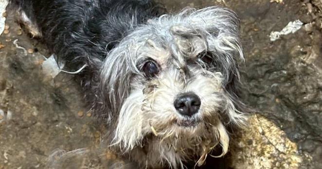 積もった糞尿40㎝、仲間は餓死…地獄を生き抜いた保護犬と杉本彩が訴える「動物虐待の厳罰化」（杉本 彩） | FRaU