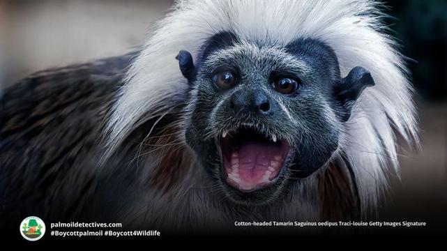 Cotton-headed Tamarin Saguinus oedipus Traci-louise Getty Images Signature