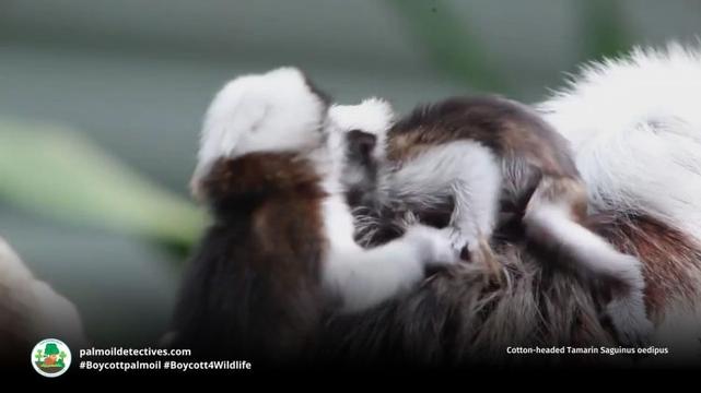 Cotton-headed Tamarin Saguinus oedipus