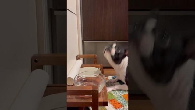 おはよう！遅れたけどメルの朝ごはん #ボストンテリア #ボステリ #bostonterrier
