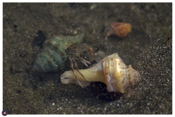 a hermit crab inside a green shell, checking out another white shell in front of it. behind there's a small orange shell with a smaller hermit crab in it.