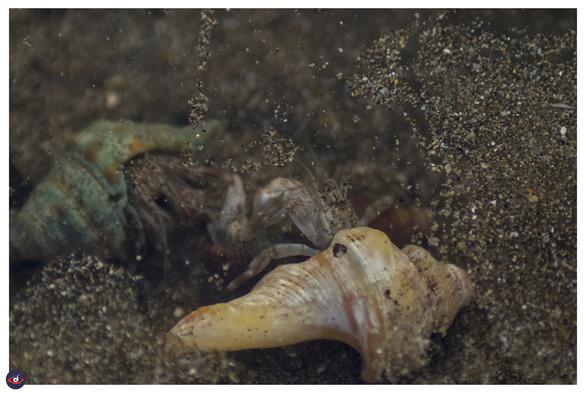 there is another hermit crab in the white shell that has come out to fight the other hermit crab